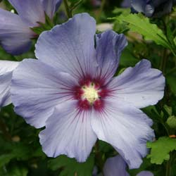 Hibiscus Blue